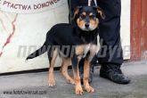 07.11.2013 SIERADZ MIASTO SUKA 985100006973382
